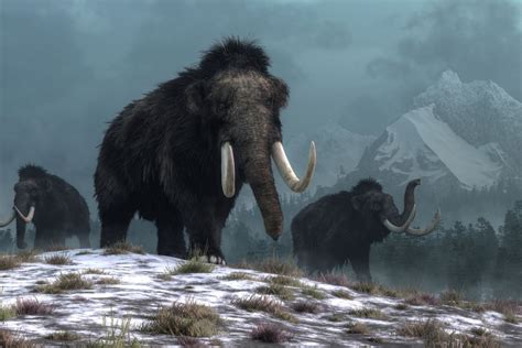 Harvard Scientists Are Trying to Resurrect the Woolly Mammoth Through ...