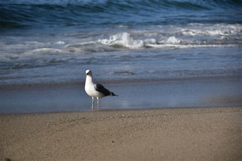 One Seagull On The Beach Free Stock Photo - Public Domain Pictures