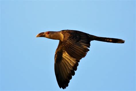 Brown Screeching Bird! | BIRDS in BACKYARDS