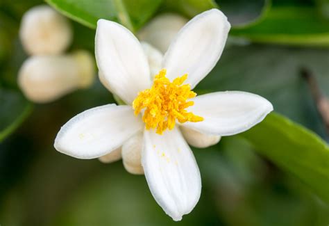 State Flower Series: Florida Orange Blossom, Orange Blossom