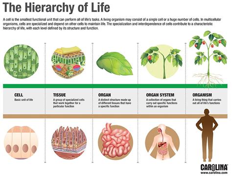 Infographic: The Hierarchy of Life | Biology lessons, Plant and animal ...