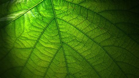 Green Leaf Wallpapers - Wallpaper Cave