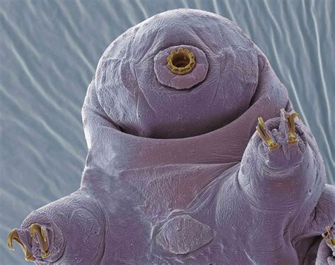 10 Facts About Tardigrades