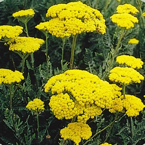 Golden Yarrow Wildflower Garden Seeds - 4 Oz - Perennial Wild Flower ...