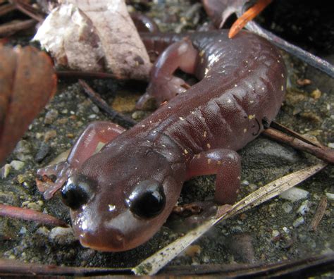 Arboreal Salamander - Elkhorn Slough