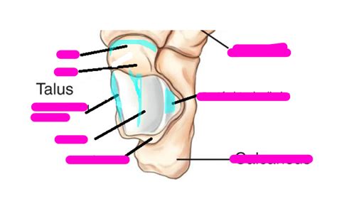 MODULE 2: Talus Diagram | Quizlet