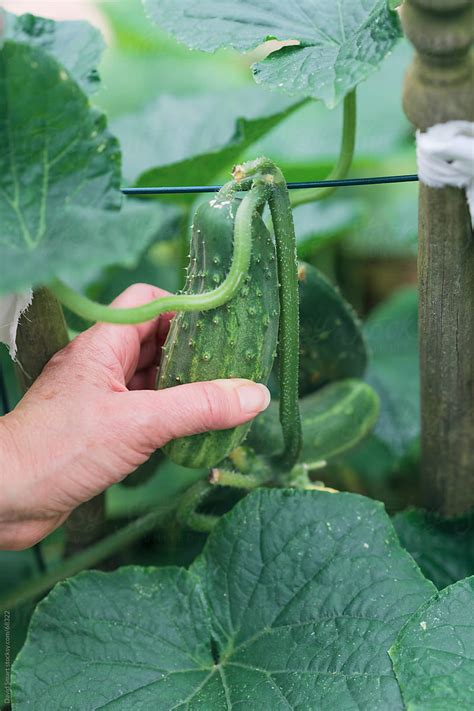 "Harvesting Cucumbers From Backyard Garden" by Stocksy Contributor ...