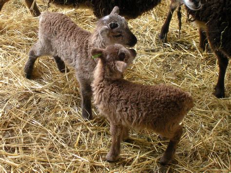 The final tally on the Soay lamb gender split : The Soay Sheep Chronicles