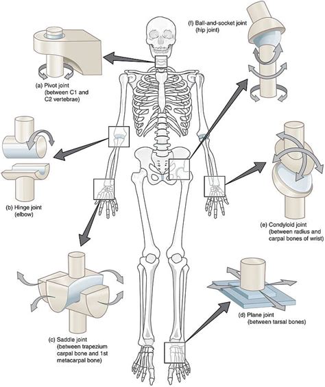 Classification Of Joints - Fibrous Joints - Cartilaginous Joints ...