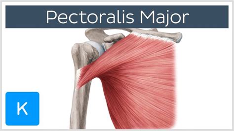 Treatment For a Pectoralis Major Strain - Okikiko