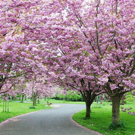 Learn about Cherry Blossom Trees Are Blooming Now! here at the Brighter ...