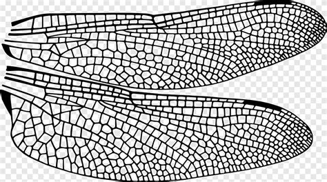 Beetle Insect wing Dragonfly Drawing, dragonfly, angle, image File ...