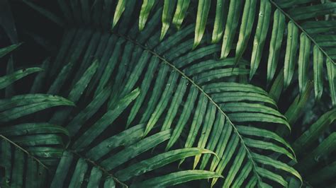 Tropical Leaf Background Wallpapers - MAXIPX