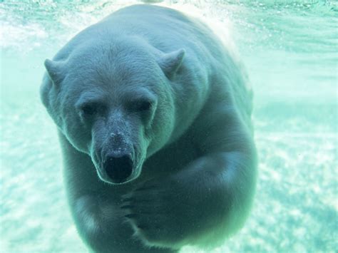 Polar bear underwater wallpaper | animals | Wallpaper Better