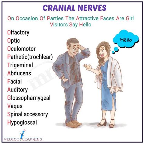 Cranial Nerve Mnemonics for Nursing School