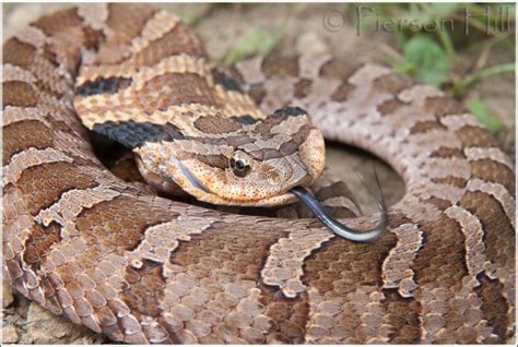 Eastern Hognose Snake (Heterodon platirhinos) | Hognose snake, Scary ...