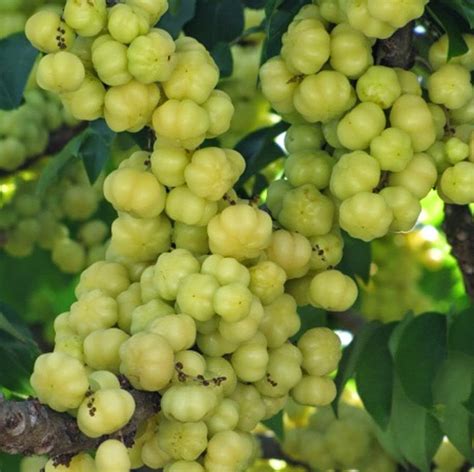 Gooseberries!