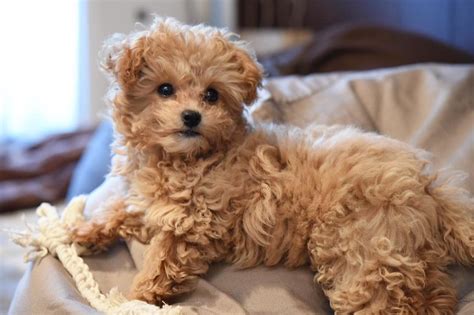 Chihuahua Teacup Poodle Mix - Pets Lovers