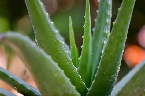 Aloe Vera and its Soothing Properties - Eat The Planet