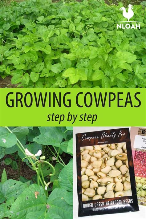 Growing Cowpeas Step by Step • New Life On A Homestead