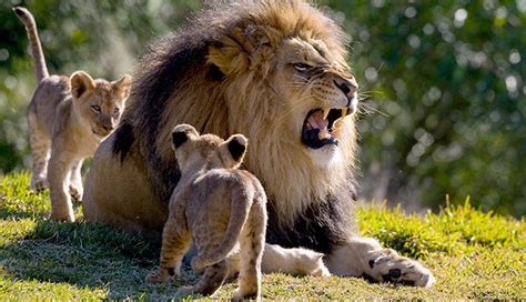 Lion: The National Animal of Sri Lanka