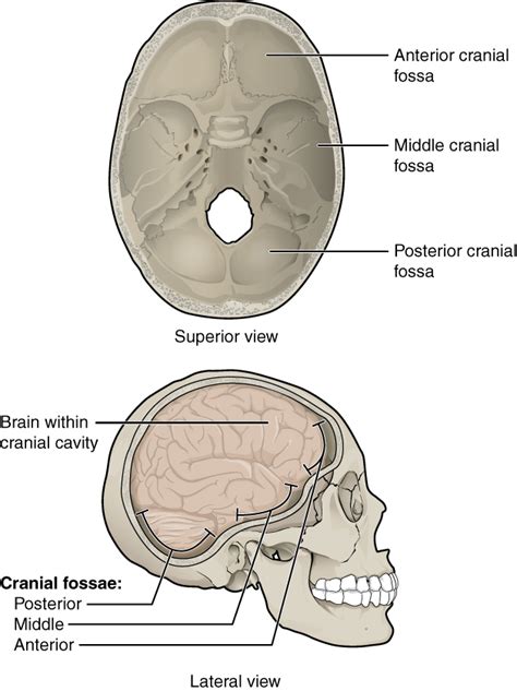 The Skull | Anatomy and Physiology I