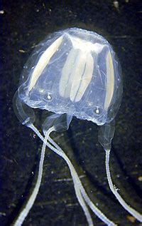 Irukandji Jellyfish | The size of a thumbnail, this Australi… | Flickr