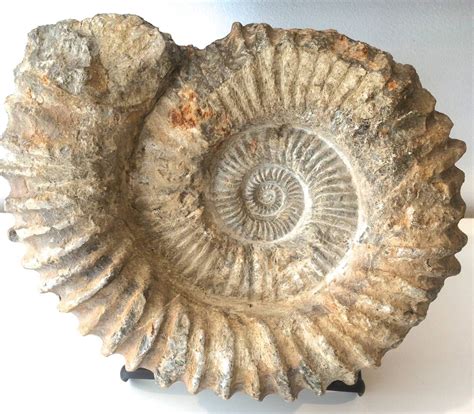 Unknown - Large Ammonite Fossil | Shell sculpture, Ammonite, Fossil