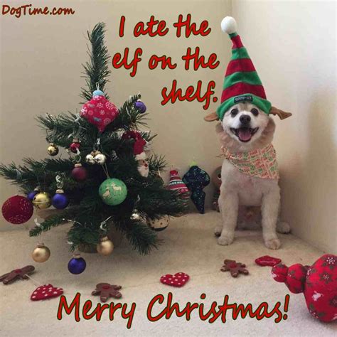 Pin by Kimberly Mezydlo on Things that make me laugh | Dog christmas ...