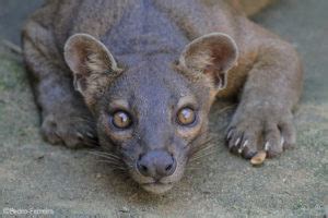 FOSSA: 5 fascinating facts - Africa Geographic