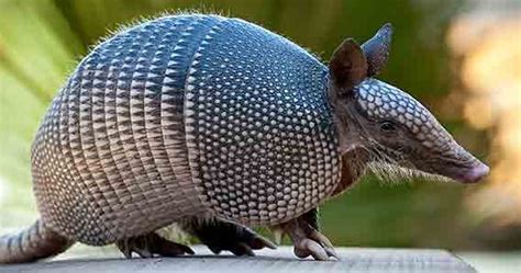 Armadillo - Characteristics, Habitat, Behaviour, Diet and Images