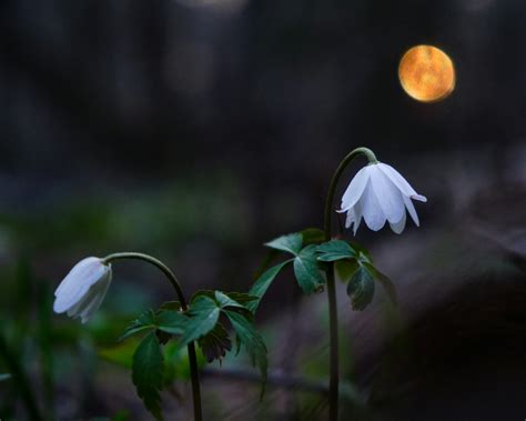 Flower Moon Meaning And Its Cultural Significance - The Natural Awakenings