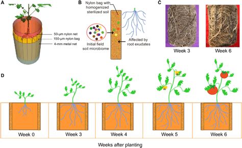 Schematic figure of the rhizobox sampling system and the experimental ...