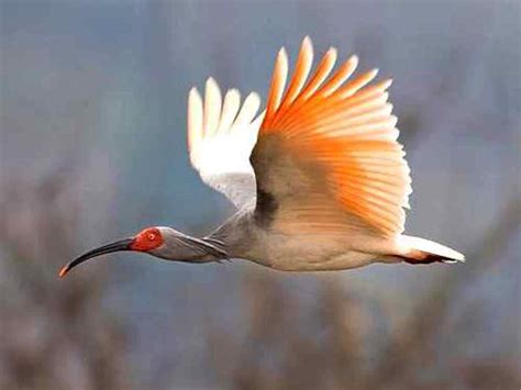 Rare Animals: Top 10 Rarest Birds in the World | hubpages