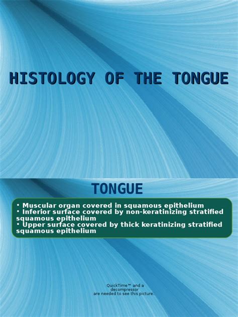 Histology of The Tongue | PDF | Taste | Tongue