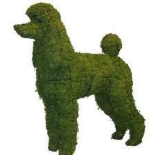 The poodle clip taken to new heights | Topiary, Dog sculpture, Poodle