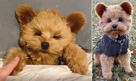 Is this the world's cutest dog? Oliver the puppy is Instagram star for ...