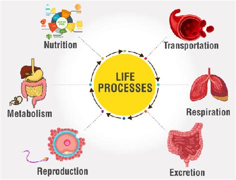 Life Processes Class 10 Concept Map