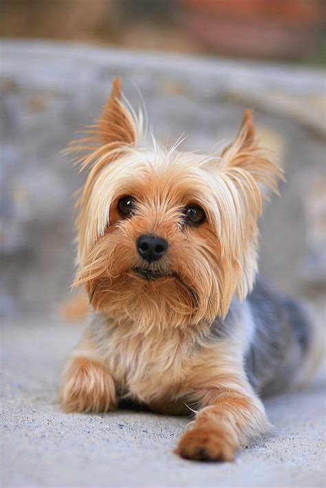 35 Best Small Dog Breeds - List of Top Small Dogs with Pictures