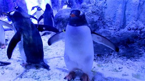 SEA LIFE London Aquarium Penguins 2017 - YouTube