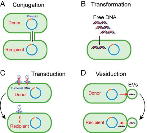 Pathways of horizontal gene transfer. (A) Conjugation is the process of ...