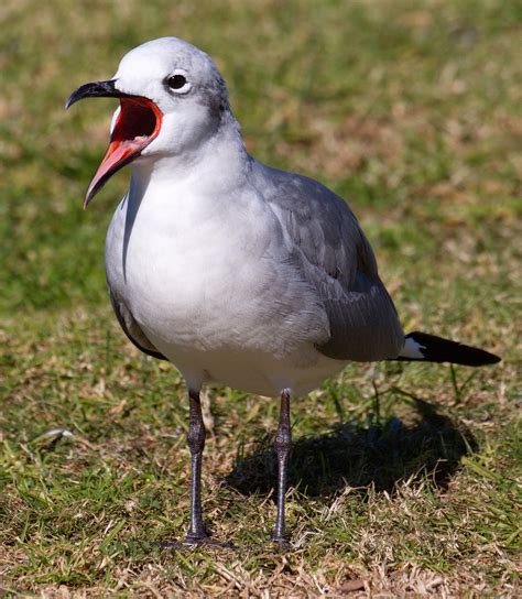 Laughing Gull | San Diego Bird Spot