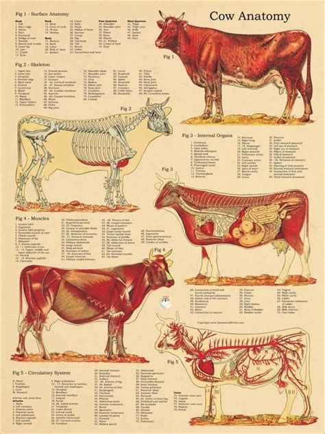 Cow Skeletal Muscle Vascular Internal Anatomy Poster 18 - Etsy | Large ...