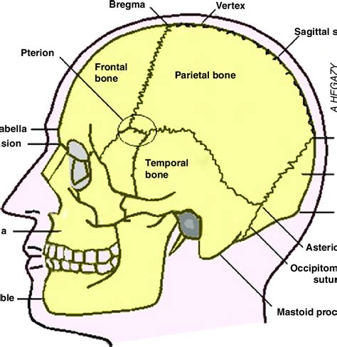 Inion Skull