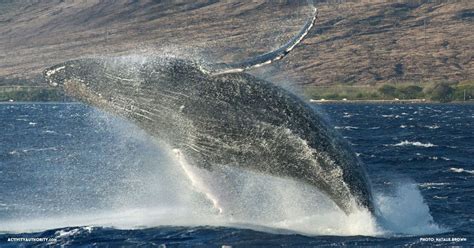 Lahaina Whale Watching Tickets | Discount on Maui whale watching