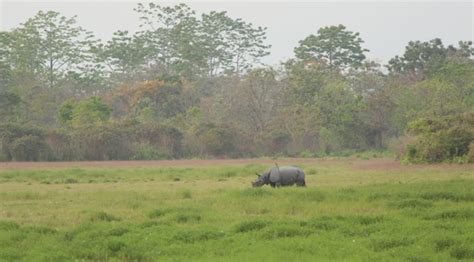 Manas National Park Assam- UNESCO World Heritage Site - Fernwehrahee