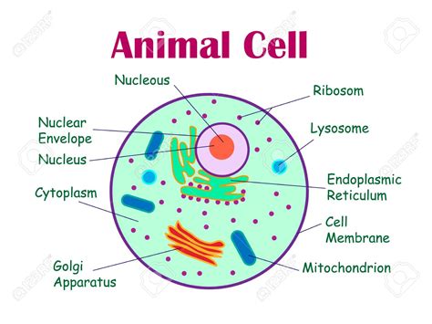 Plant Cell And Animal Cell Diagram Labeled