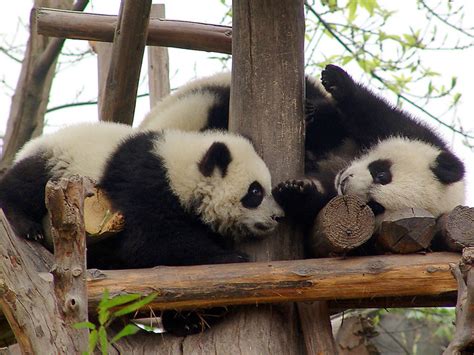 Giant Panda Cubs 206 | Flickr - Photo Sharing!