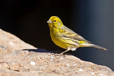 Atlantic Canary Care Sheet | Birds Coo