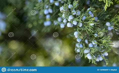 Beautiful Bush of a Juniper with Berries Stock Image - Image of berries ...